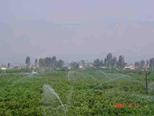 大理州宾川县州城镇蹇街--318亩柑橘喷灌工程